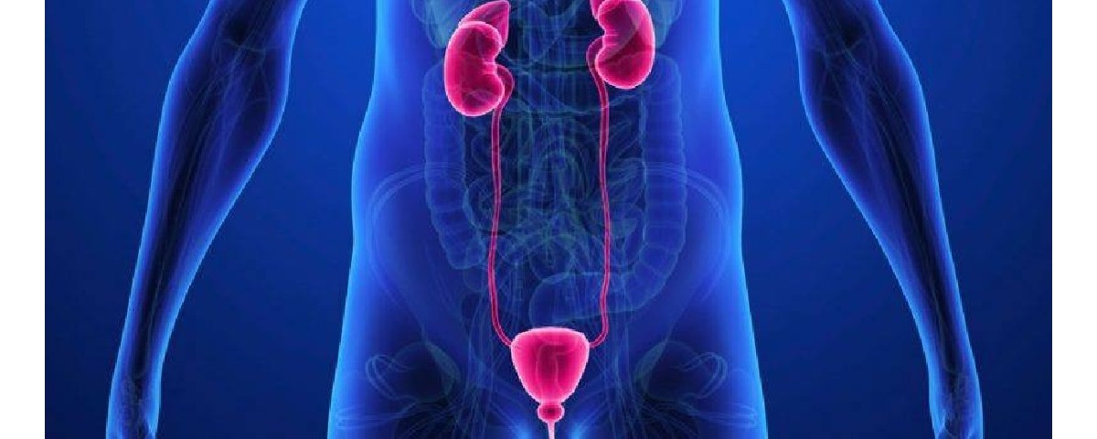 dureri urinare prostate volume cancer